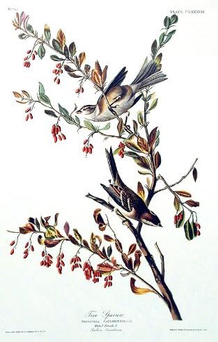 Drvo Vrabac. Od ptica Amerike